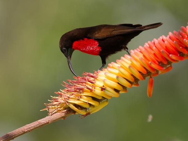 <h3>Chalcomitra senegalensis / Scarlet‑chested sunbird / Roodborsthoningzuiger</h3>OM-1 Mark II with OLYMPUS M.150-400mm F4.5 TC, 1/2000 sec at F5.6, ISO 1600, distance 8.63 m